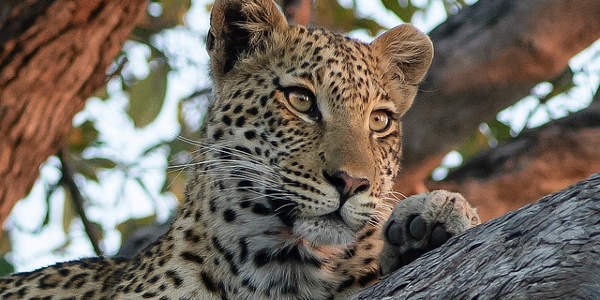 leopard dans un arbre