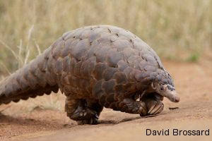 mammifère menacé pangolin