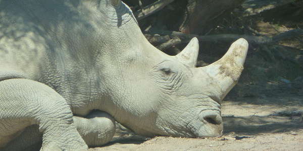 Rhinoceros allongé. Copyright : Cécile Arnoud.