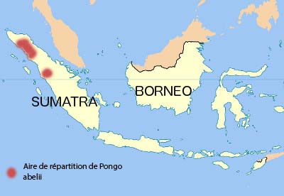 localisation des orangs outans