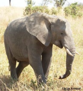 ivoire d'éléphant
