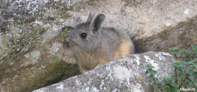 chinchilla Brevicaudata