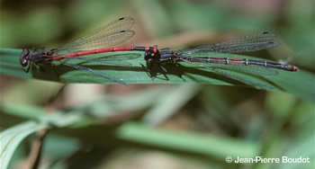 tandems de Pyrrhosoma elisabethae