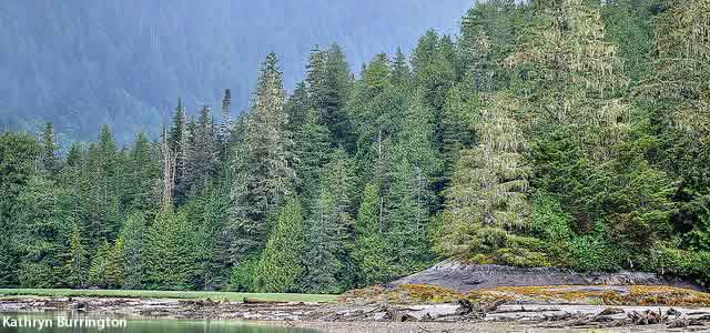 Great Bear Rainforest