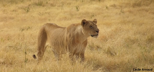 lion ethiopie