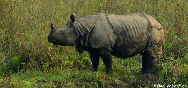 Rhinoceros unicornis