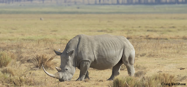 savane kenya