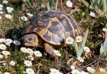 Testudo hermanni hermanni