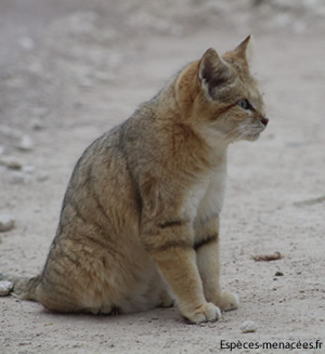 chat des sables