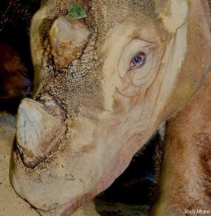 tête rhino sumatra