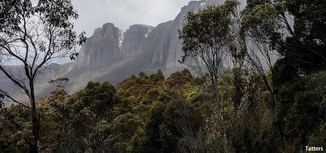 tasmania forest