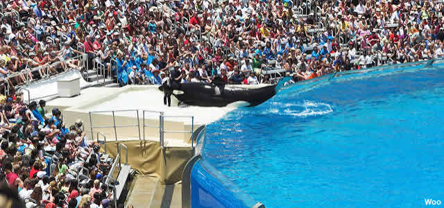 spectacle seaworld