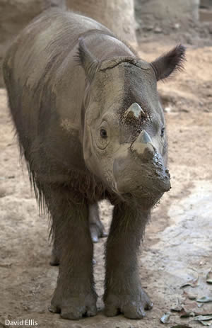 jeune rhinoceros