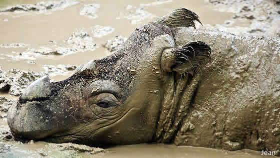 bain de boue rhino