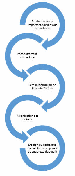 acidification océan