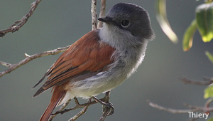 oiseau ile maurice