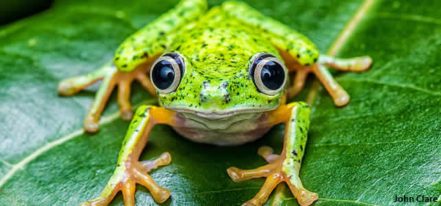 lemur frog