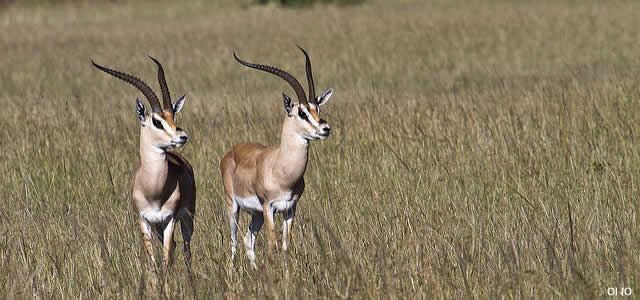 antilope kenya