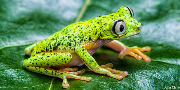 Hylomantis Lemur