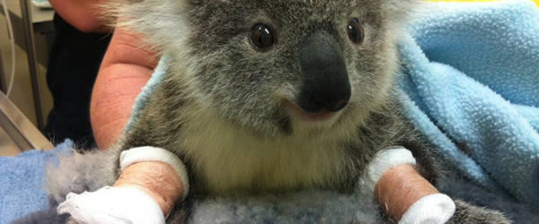 koala soin - métier animalier