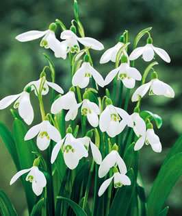 Galanthus woronowii