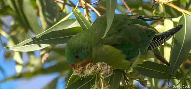 swift parrot