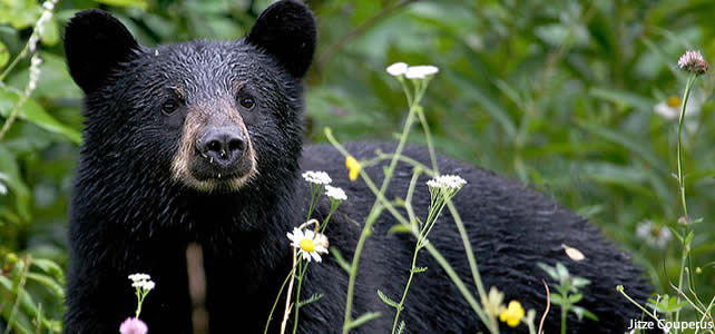 ours noir d'Amérique