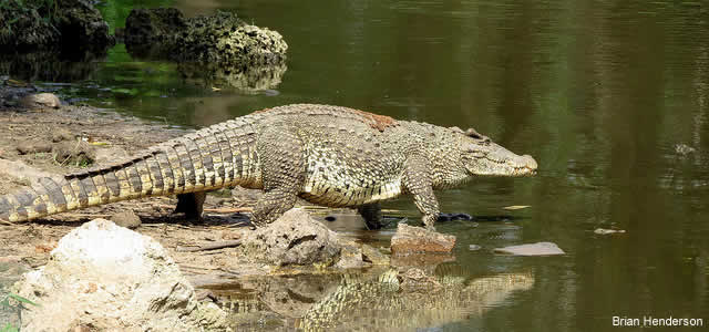 Crocodylus rhombifer