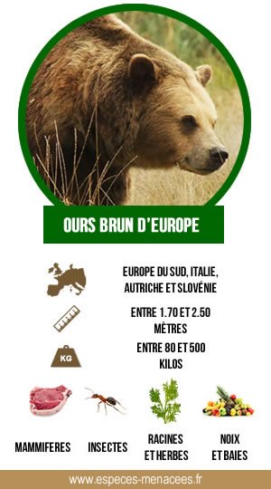 infographie ours brun d'europe