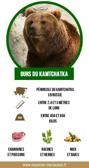 infographie ours du kamtchatka