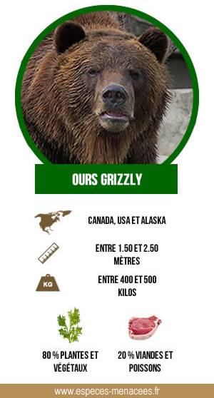 infographie sur le grizzly
