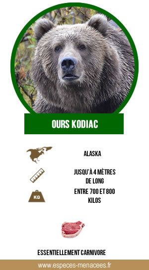 ours kodiak infographie