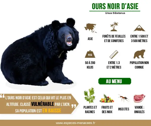 infographie ours à collier