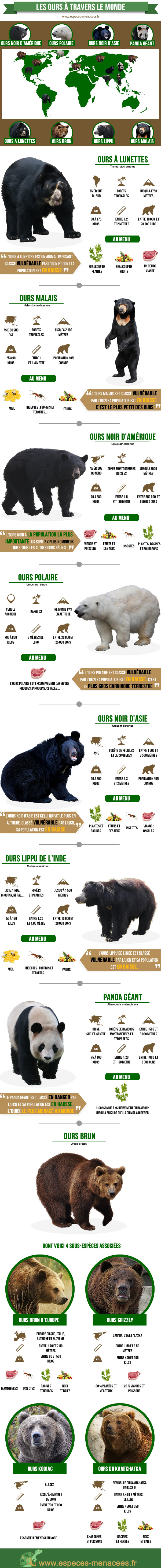 infographie ours