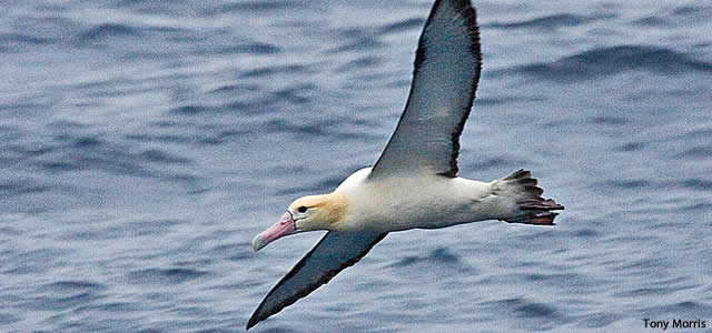 albatros à queue courte