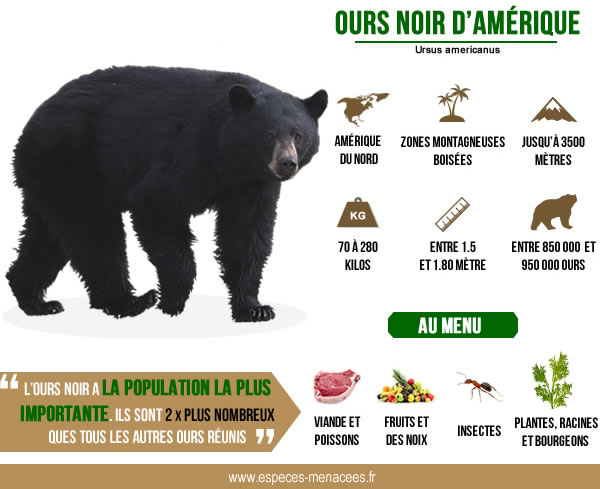 ours baribal infographie