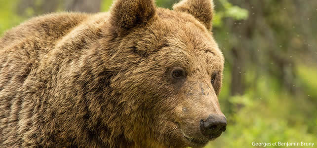 ursus arctos ou ours brun