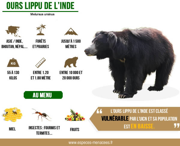 infographie ours lippu