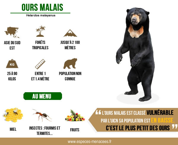 ours malais infographie