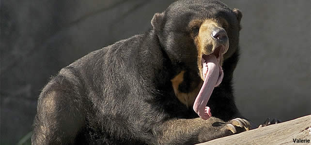 sun bear