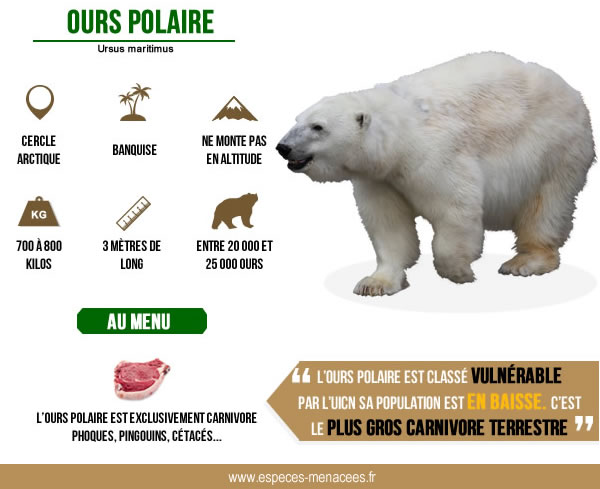 ours polaire infographie