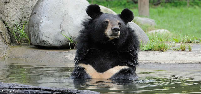 ours noir asiatique