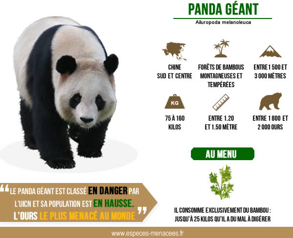 infographie panda de Chine