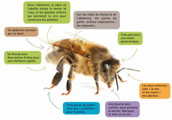description physique des abeilles