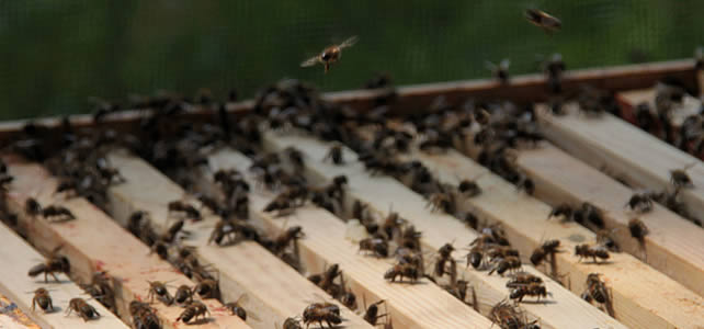 vie à l'intérieur de la ruche