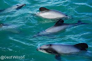 Ailerons arrondis des dauphins maui