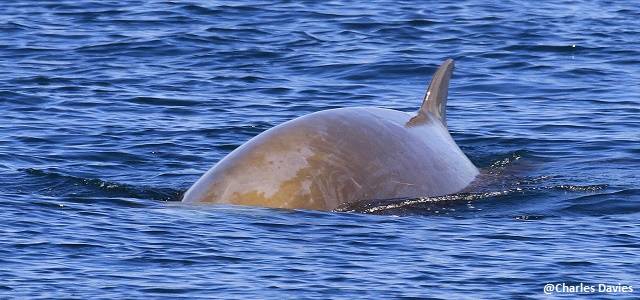 Baleine à bec de Cuvier