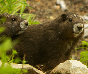 marmottes du zoo de toronto réintroduites