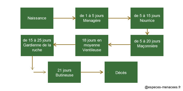 cycle de vie d'une abeille