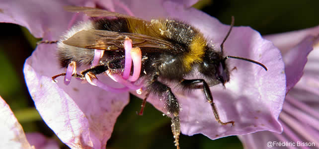 faux bourdon sur fleur